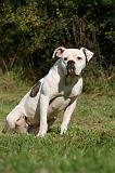 BOULEDOGUE AMERICAIN 317
